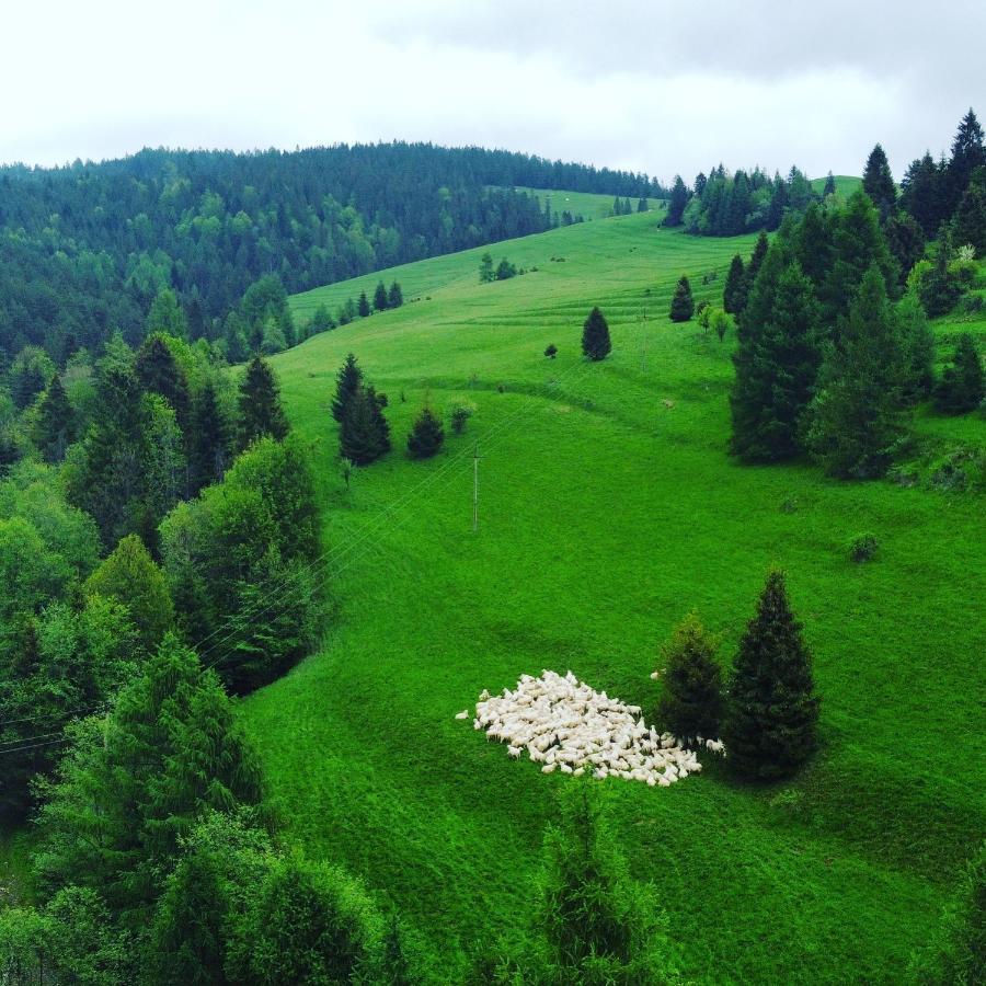Dziejba Lesna Apartamenty &Spa - Piekne I Nowe Apartamenty I Domek, Sauna I Jacuzzi - W Cenie I Na Wylacznosc, 1 Km Od Stoku Jaworki Kültér fotó